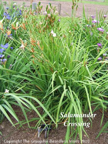 63 Salamander Crossing